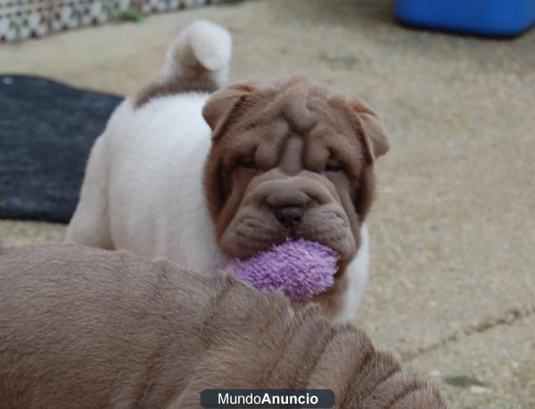 CACHORROS SHAR PEI LILAC FLOREADO