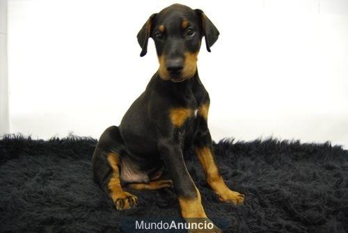 Doberman ( color Fuego ) www.animalflower.es