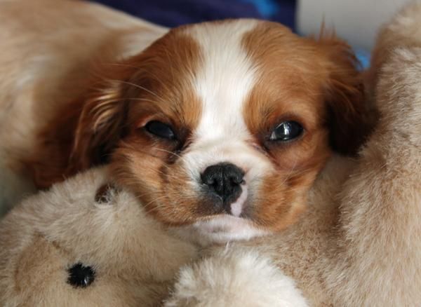 gran gran Cavalier King Charles Spaniels