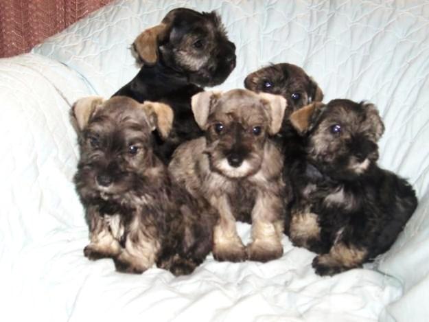 schnauzer mini cachorros 450 barcelona