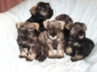 schnauzer mini cachorros 450 barcelona - mejor precio | unprecio.es