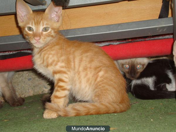 SE REGALAN GATITOS PRECIOSOS (TARRAGONA)