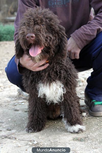 Ultimos cachorros Perro de agua español