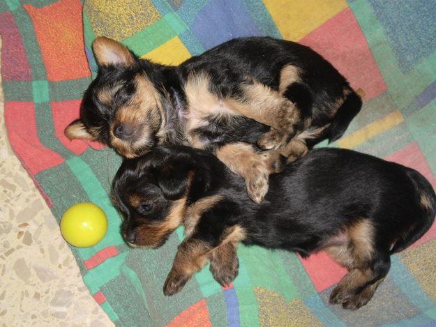 VeNdo CaChOrRoS YORKSHIRE TERRIER