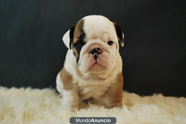 Bulldog ingles, ven a ver nuestros cachorros, primera calidad