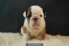 Bulldog ingles, ven a ver nuestros cachorros, primera calidad - mejor precio | unprecio.es