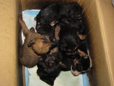 Cachorros, Charol, Mila, Barbas, Ray y Peter, necesitan una familia (Vigo-Galicia)