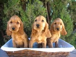 Cachorros Cocker Spaniel 250