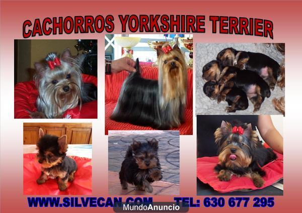 Cachorros Yorkshire Terrier de Silvecan