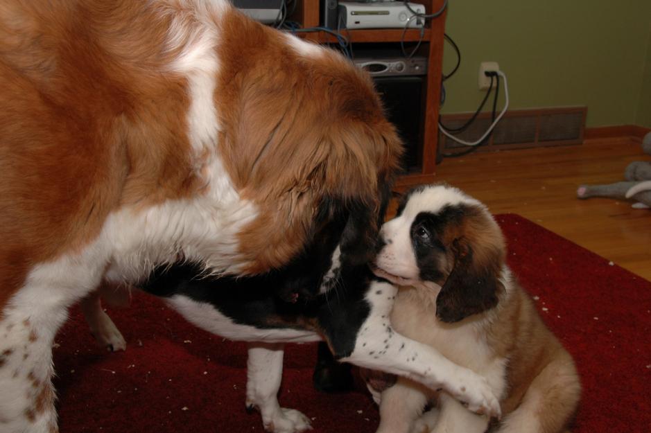 Imperial san bernado cachorro necesidad Inicio