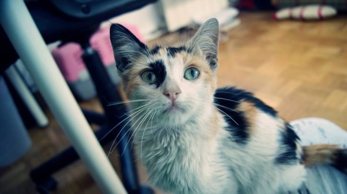 nora, preciosa gatita bebe tricolor