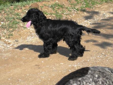 se da en adopción cachorro de cocker !