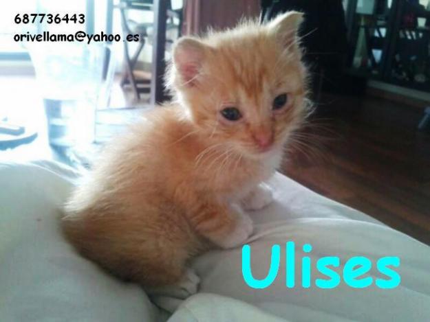 ULISES, bebé rubito en adopción. Rivas (Madrid)