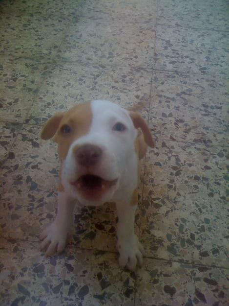 cachorro pitbull