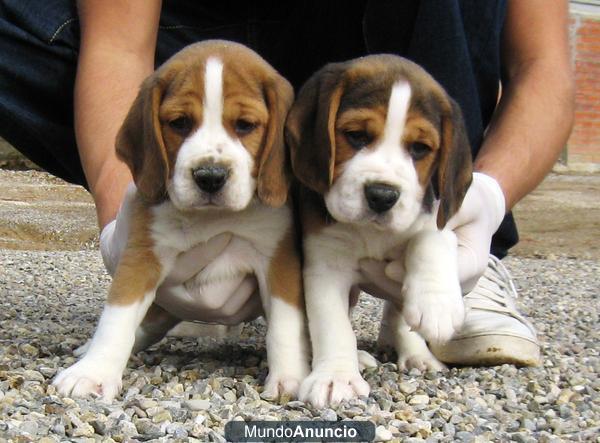 CACHORROS BEAGLE 250 €