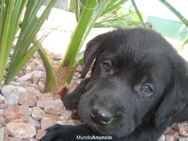 Camada labradores negros