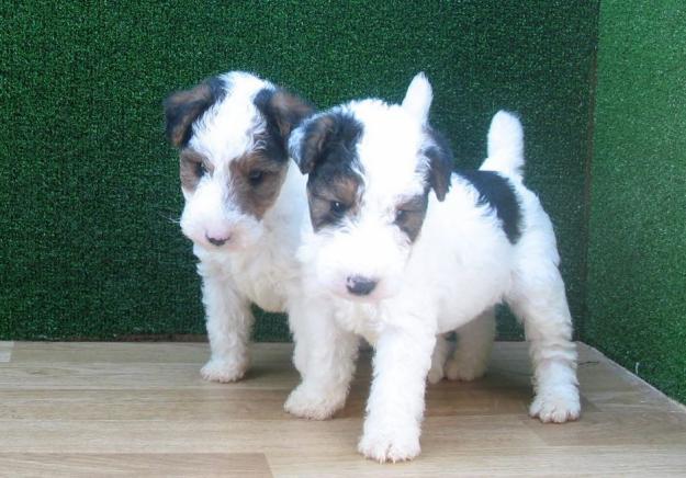 Fox Terrier cachorros de pelo duro 190 €