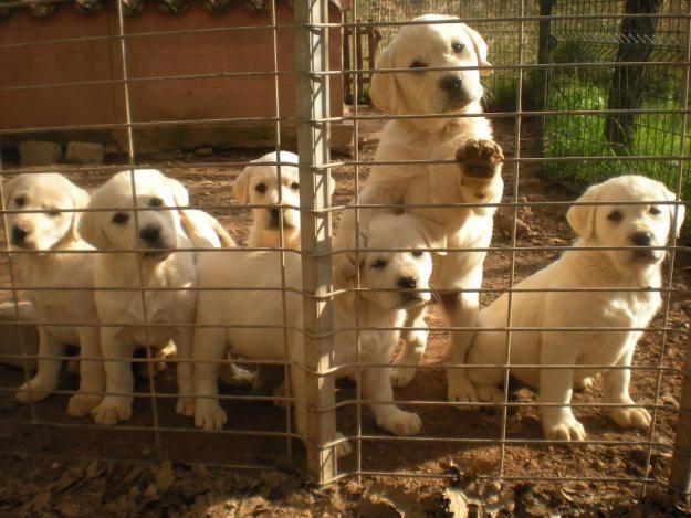 labrador  cachorros de labrador  hijos del campeon de españa  barcelona