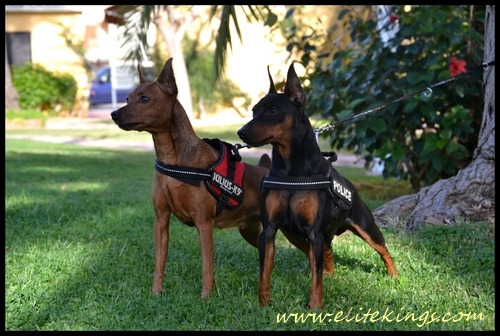 Pinscher Miniatura Elite Kings