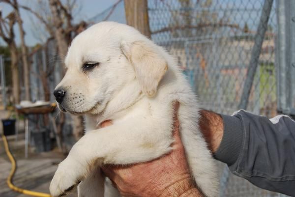 reserva tu cachorro de LABRADOR CON PEDIGREE 360 euros