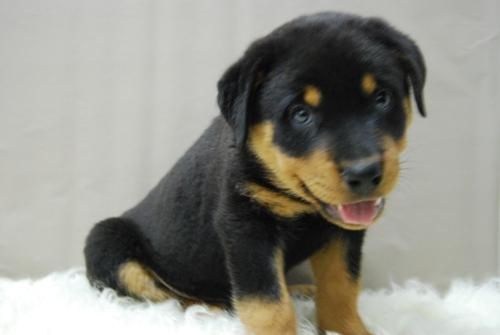 ROTTWEILER - MACHOS Y HEMBRAS - tODOS ELLOS dISPONIBLES