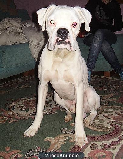 SE REGALA BOXER MACHO BLANCO.