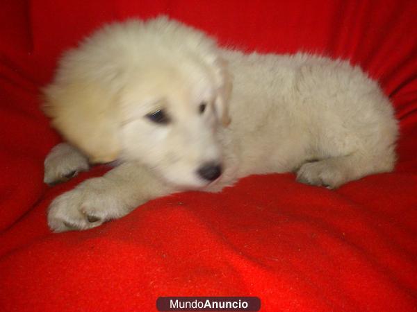 Se vende mastin