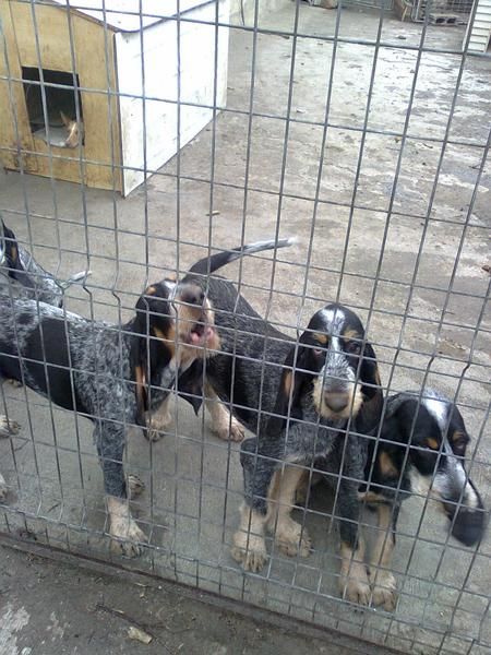 VENTA DE PERROS DE RASTRO EN ASTURIAS