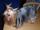 yorkshire terrier hembra esterilizada - mejor precio | unprecio.es