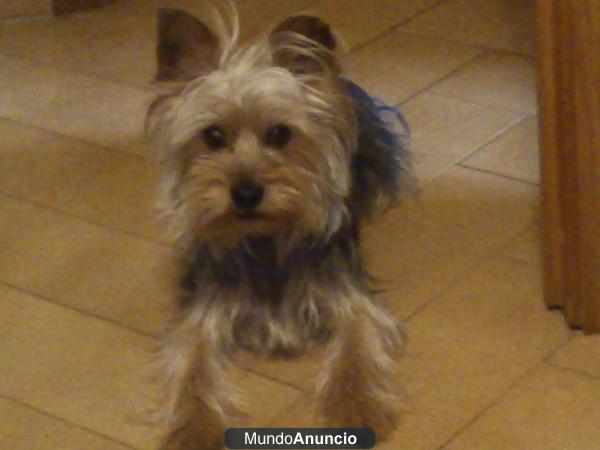 yorkshire terrier mediano para monta