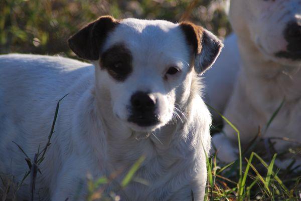 Acogida o adopción urgente! MOKI, pequeña que malvive en las calles