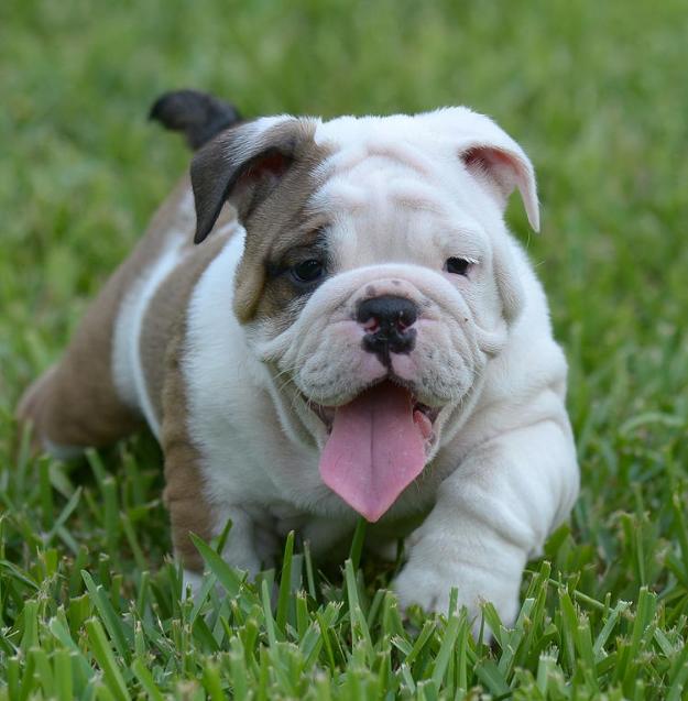 Cachorros de bulldog ingles con pedigree