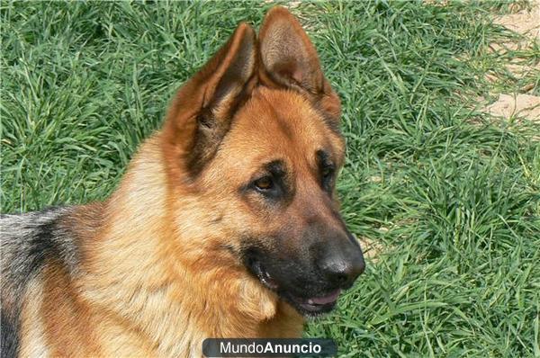 cachorros de pastor aleman con pedigre¡