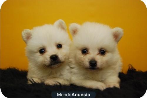 EXCELENTES POMERANIA DE RAZA Y CALIDAD