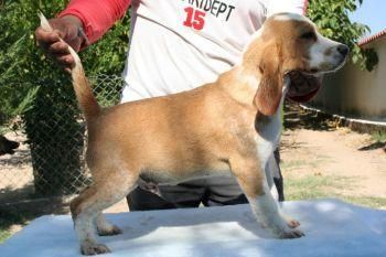 Preciosos cachorros, gran ocasion