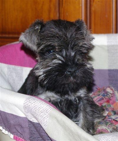 schnauzer  miniatura cachorros sal y pimienta