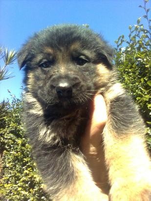 vendo cachorros de pastor aleman machos y hembras