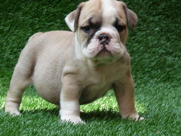 Cachorrito de bulldog Inglés (2 meses) Urge vender Vendo