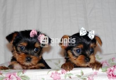 cachorritos de yorkshire terrier  130