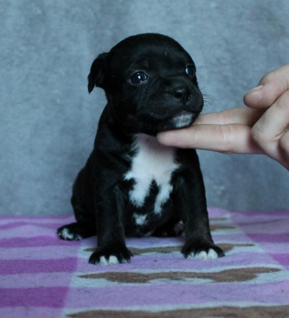 Cachorros Staffordshire Bull Terrier