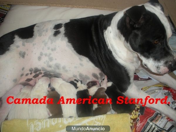 Camada De American Stanford..L.O.E