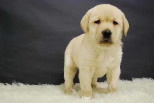 Labrador Retriever, ejemplares inscritos en Loe y garantizados de piernas y codos