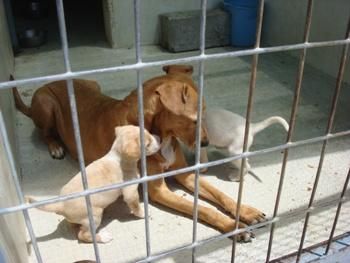 Lara busca hogar