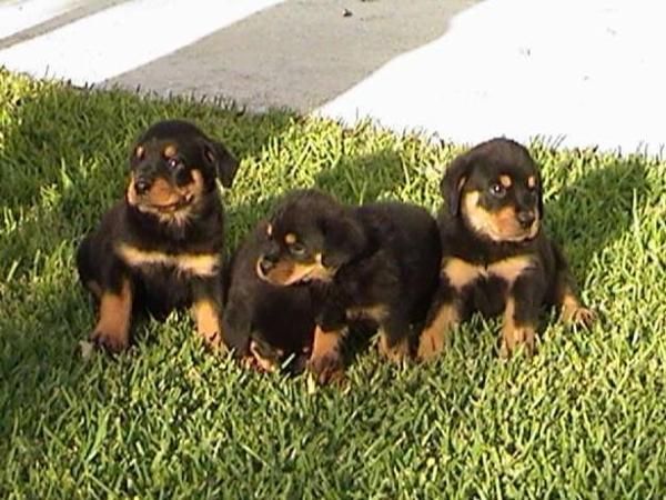 Preciosa camada particular de rottweiler, 300 .