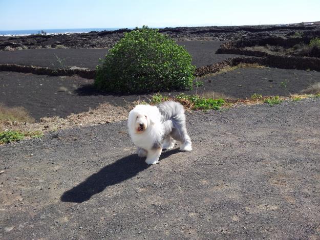 Vendo Cachorros Bobtail