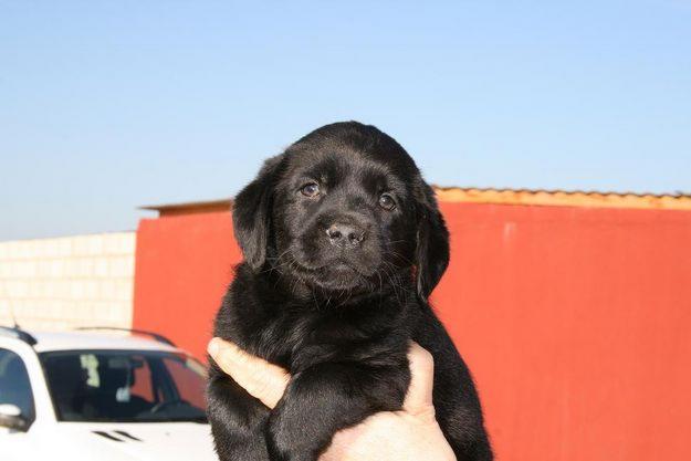 Vendo Labradores retrievers con pedigree