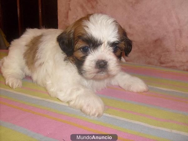 vendo mis cachorritos de shih tzu con mucho pelo y muy tipados