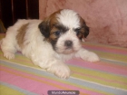 vendo mis cachorritos de shih tzu con mucho pelo y muy tipados - mejor precio | unprecio.es