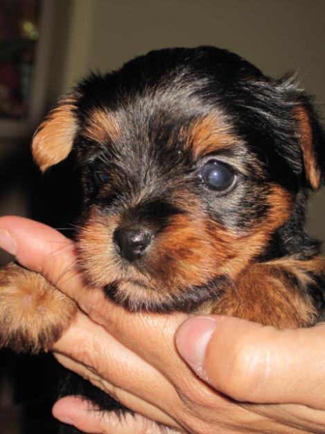 vendo preciosos cachorritos de yorkshire terrier puros