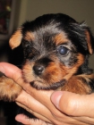 vendo preciosos cachorritos de yorkshire terrier puros - mejor precio | unprecio.es